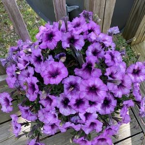 Meet your Posher, Camille